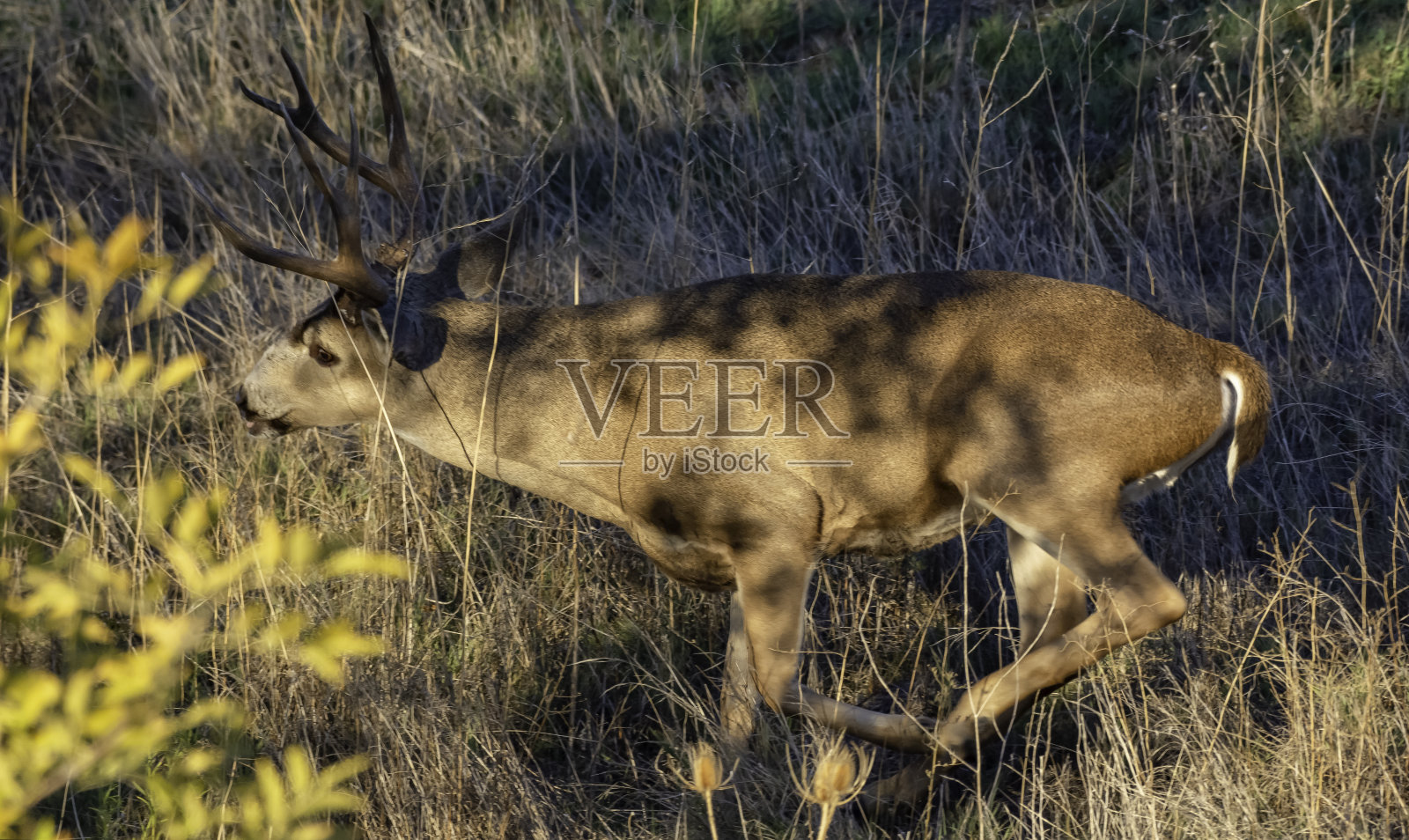 雄鹿追逐母鹿照片摄影图片