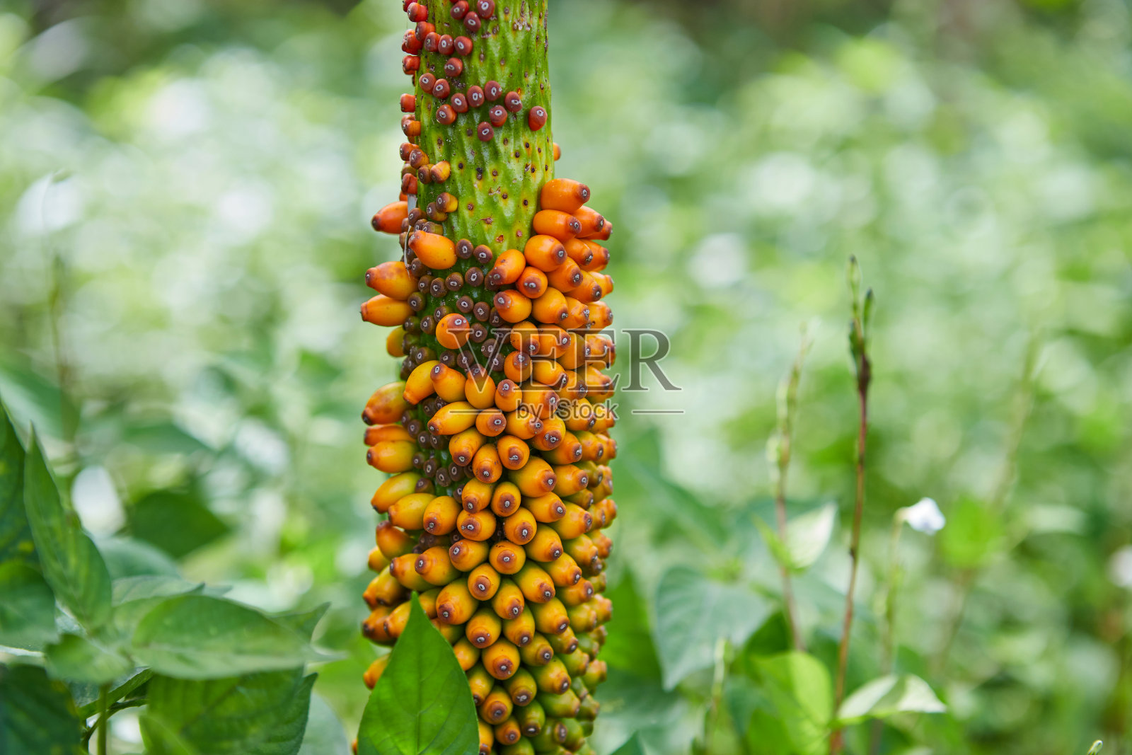 森林里五颜六色的魔芋果实特写照片摄影图片