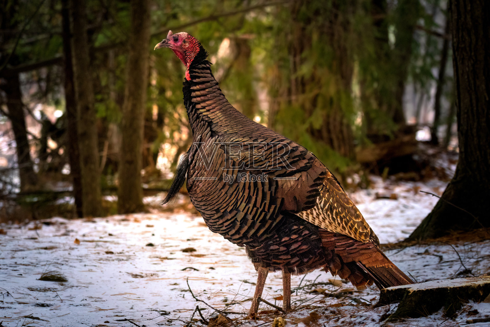 雄性野火鸡,Meleagris gallopavo,冬天在森林里觅食照片摄影图片