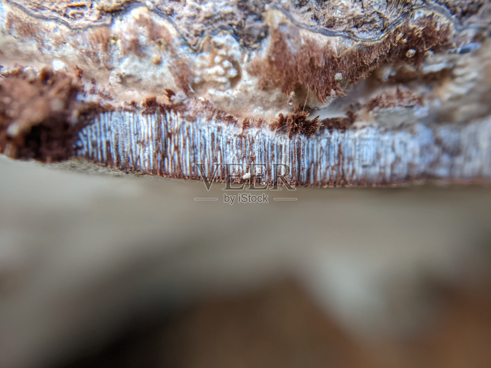 蘑菇横截面的极端特写照片摄影图片