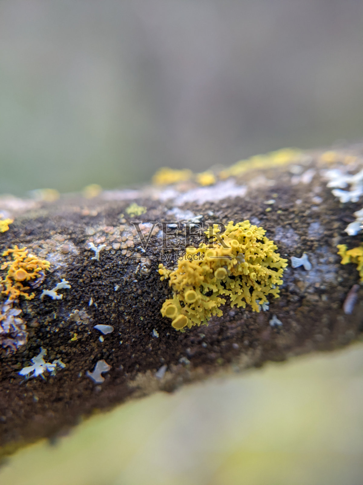 长在树枝上的地衣照片摄影图片