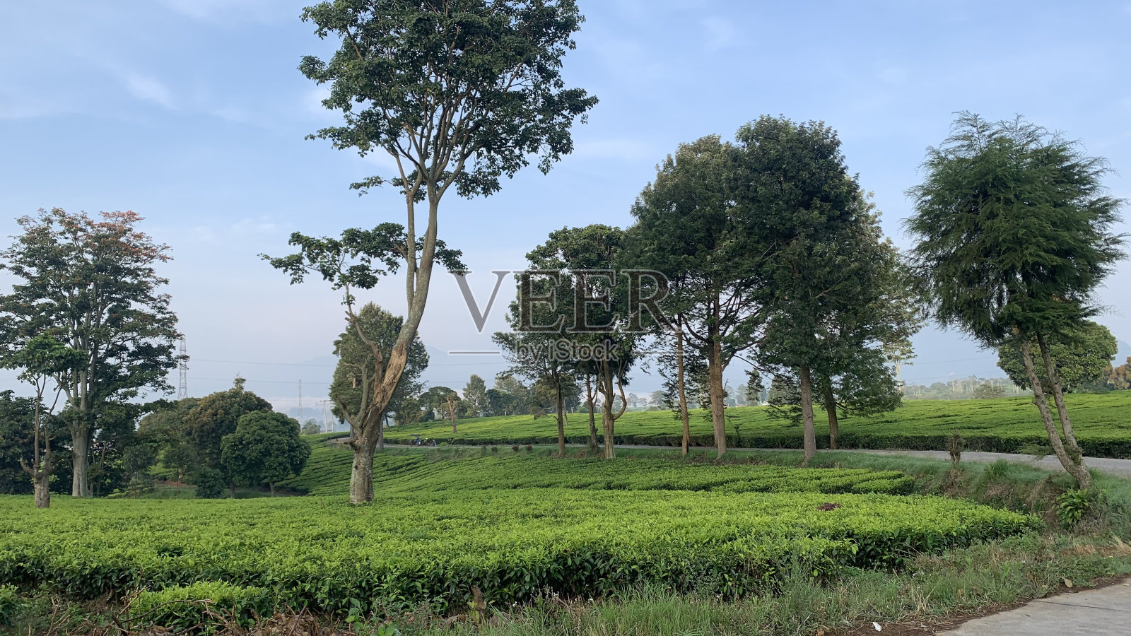 山上的茶园照片摄影图片