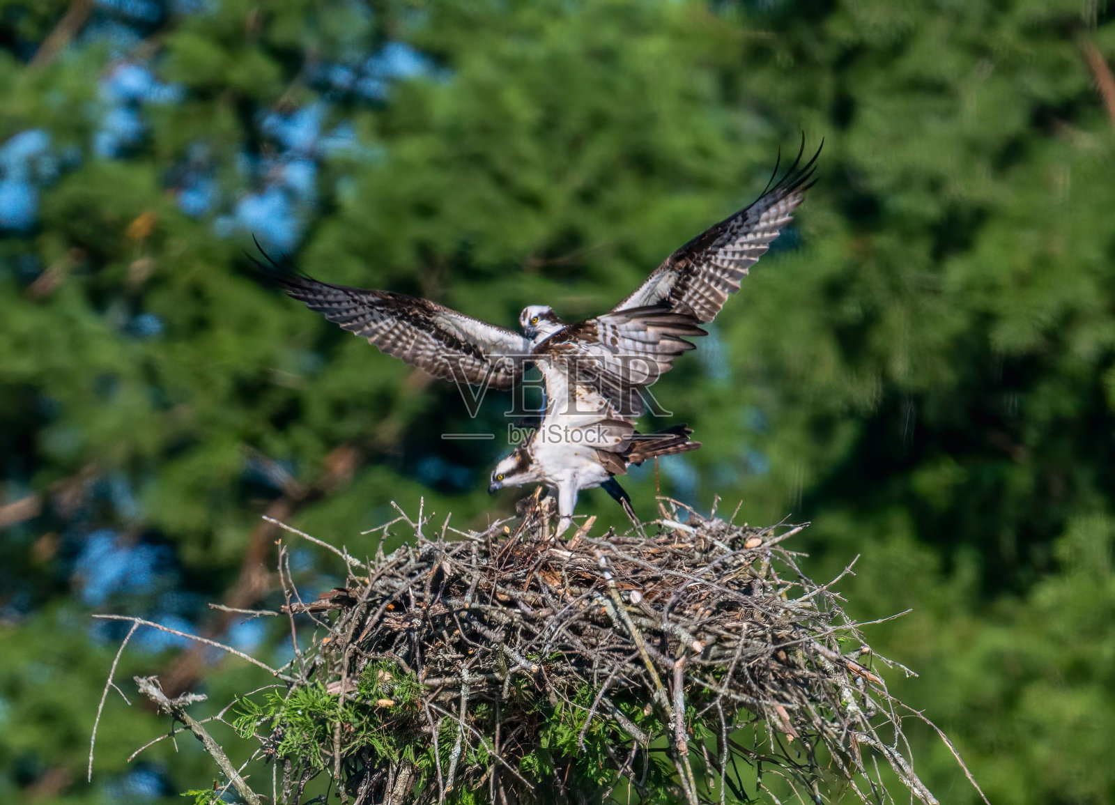 两只鱼鹰(Pandion halaetus)准备飞离巢穴的浅聚焦镜头照片摄影图片