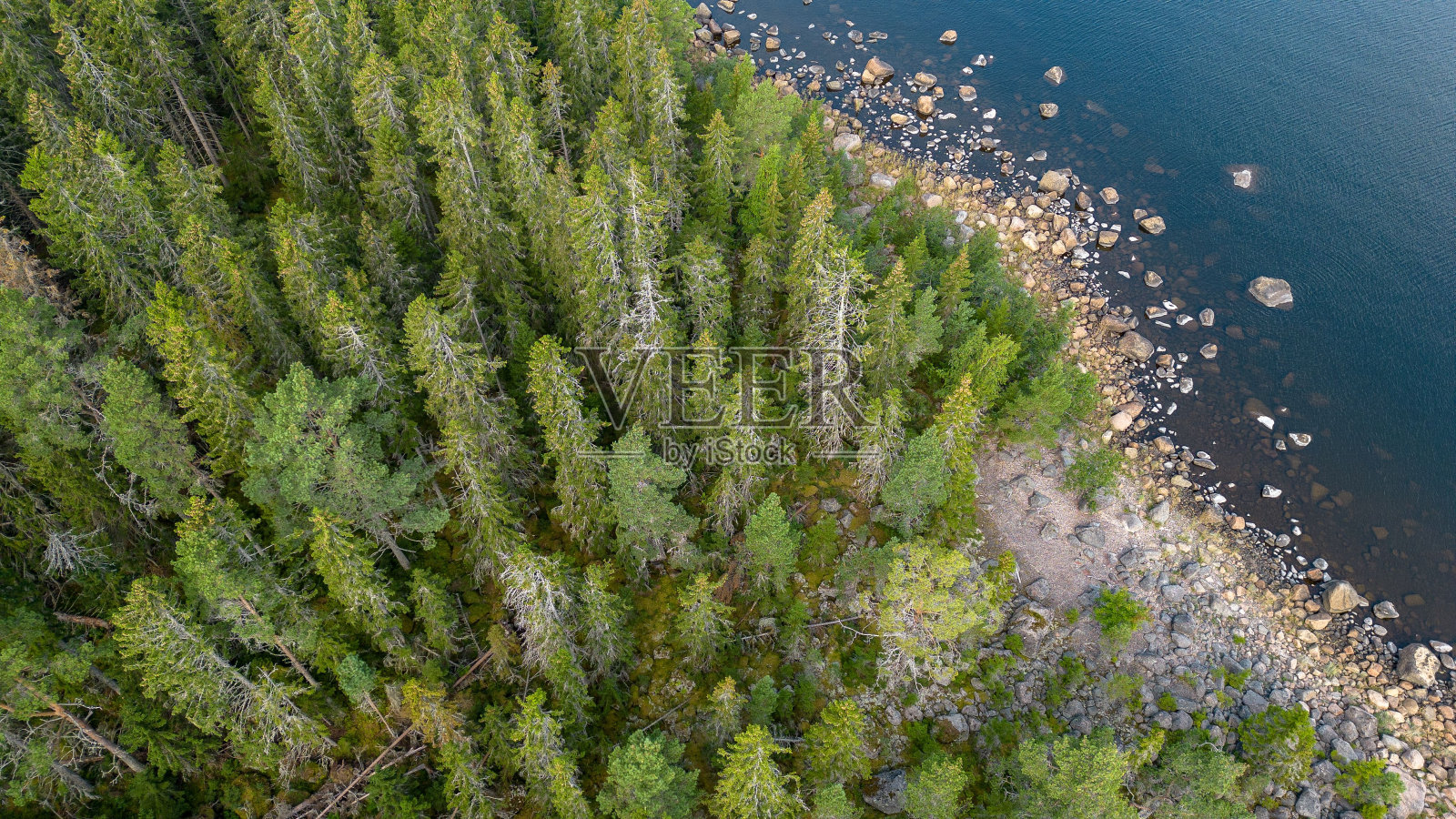 芬兰平静的湖面岸边常青树的鸟瞰图照片摄影图片