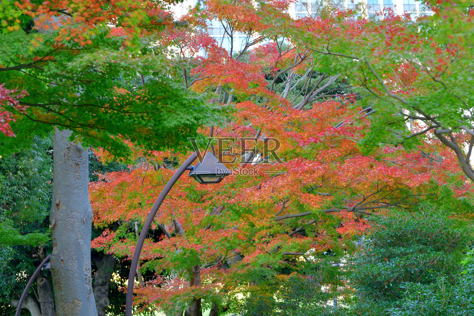 东京日比谷公园的秋叶照片摄影图片