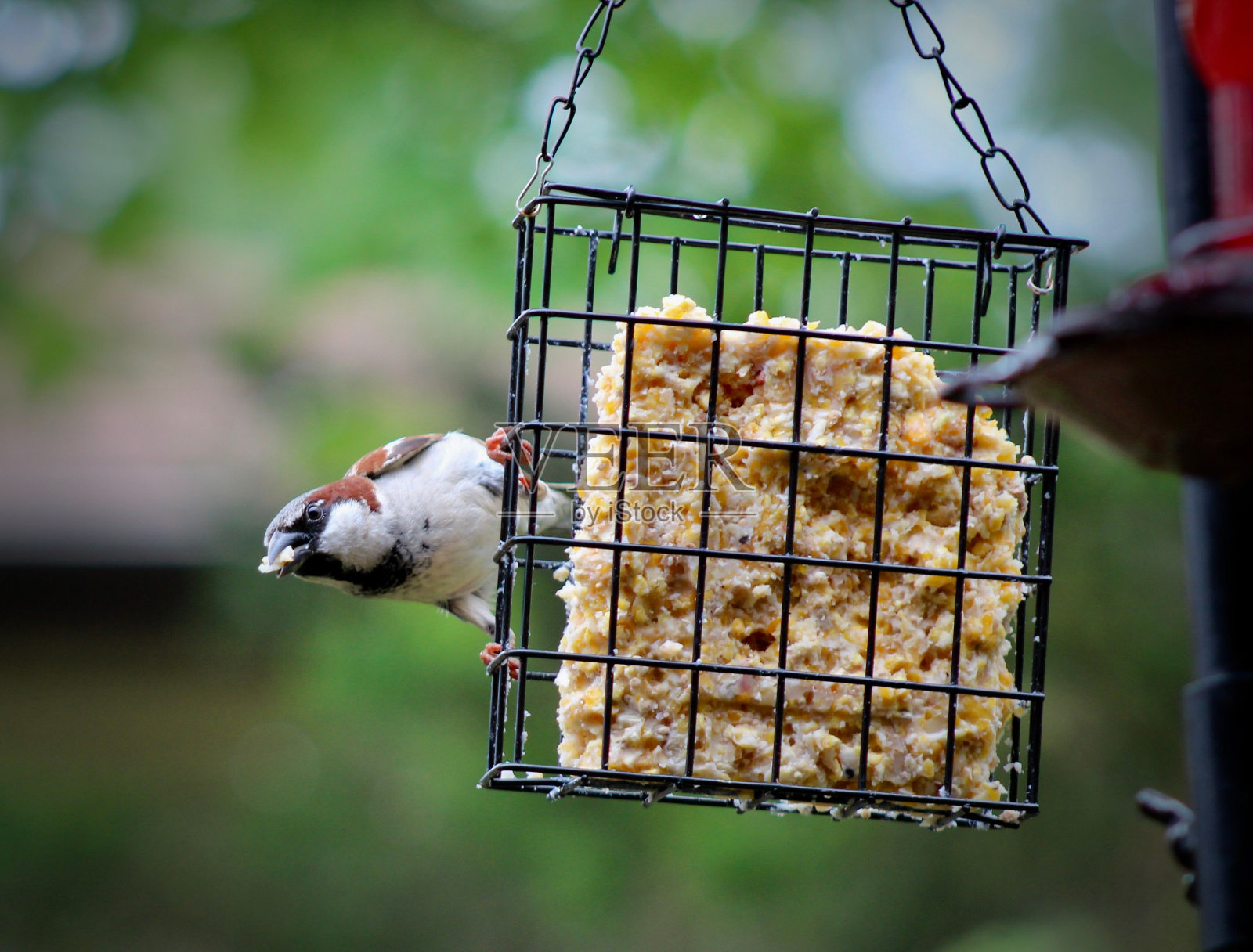 一只麻雀在喂鸟器旁的浅聚焦照片摄影图片