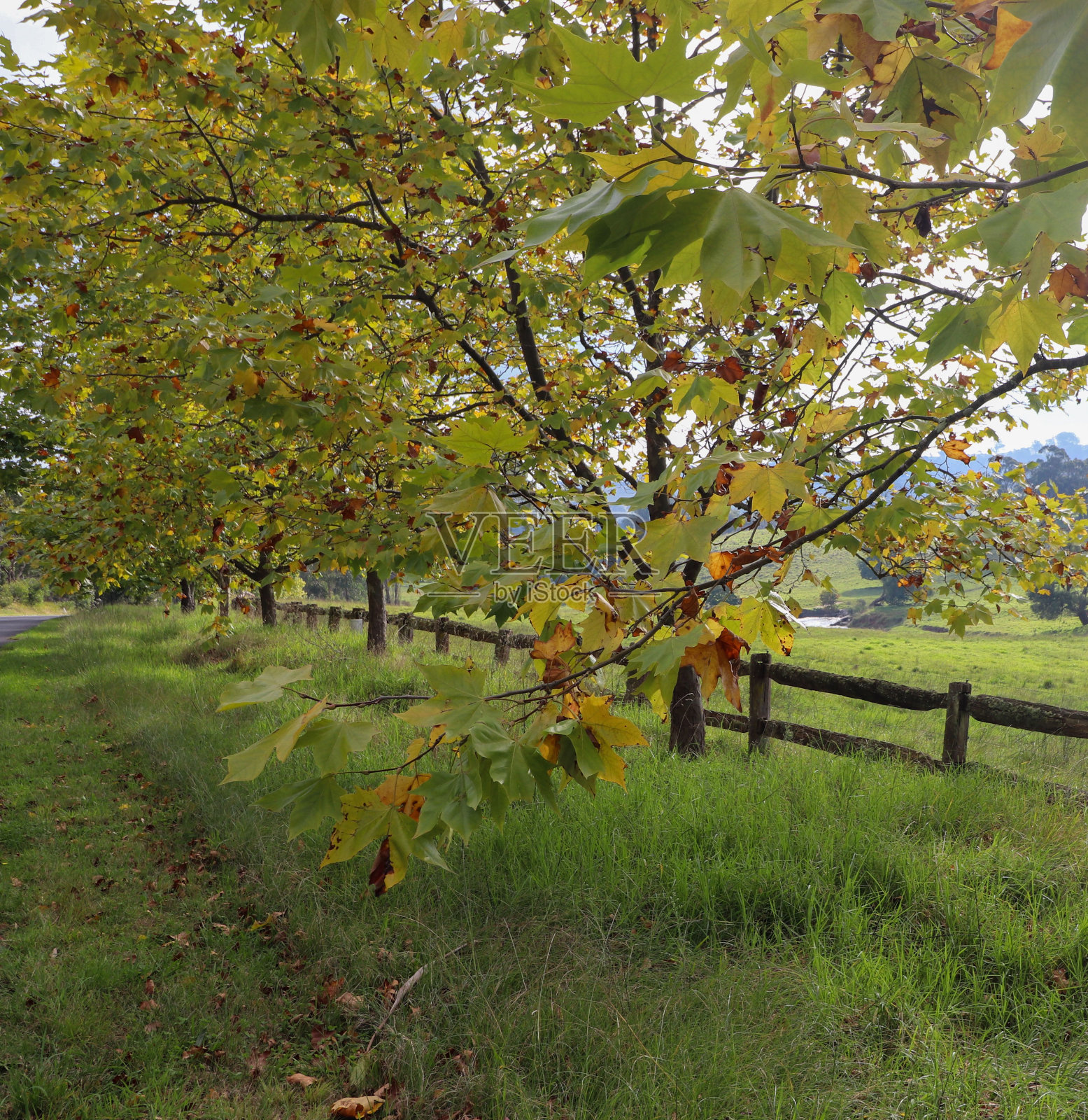 垂直拍摄的秋天景色。南高地新南威尔士州澳大利亚照片摄影图片