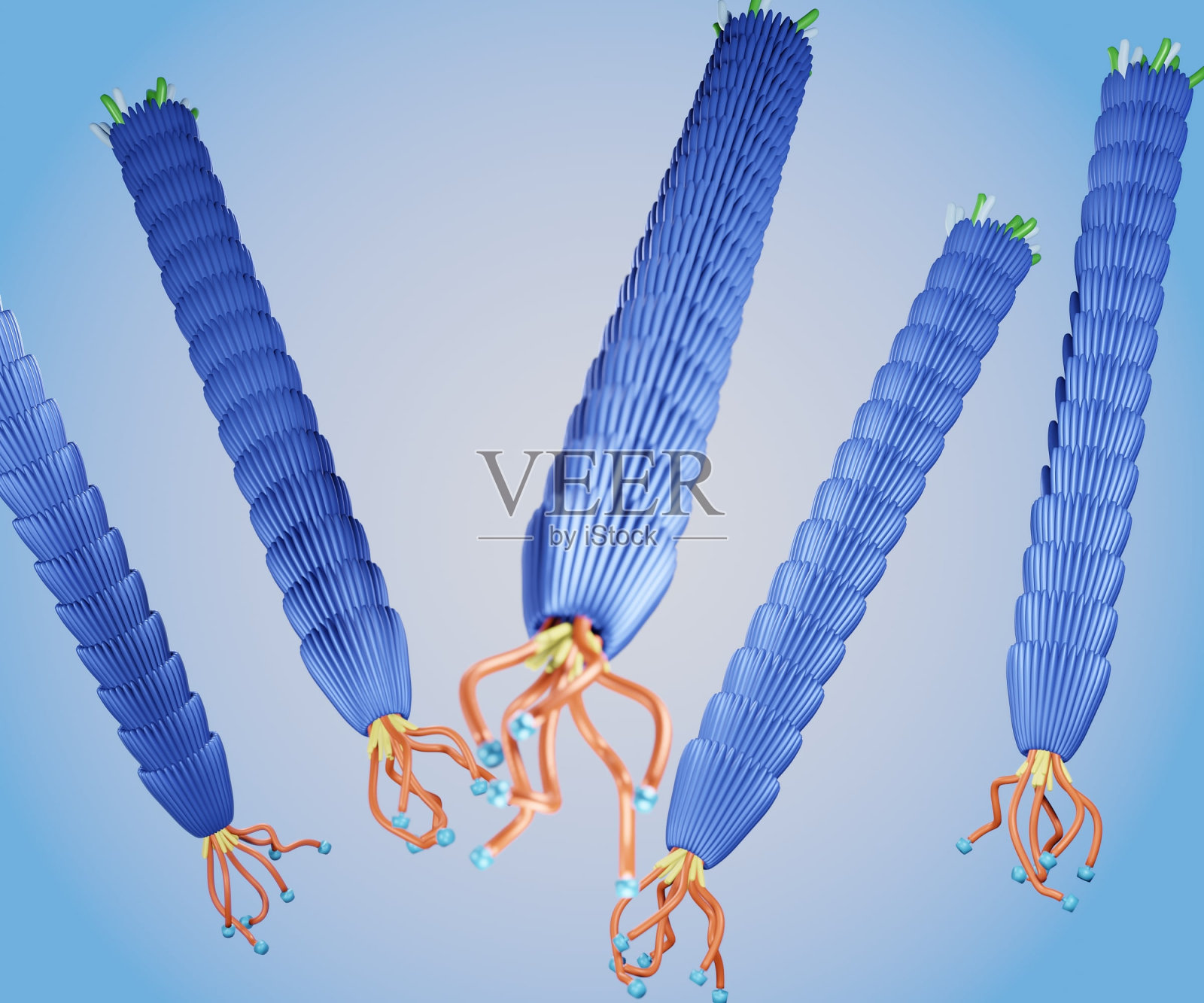 丝状M13噬菌体病毒组照片摄影图片