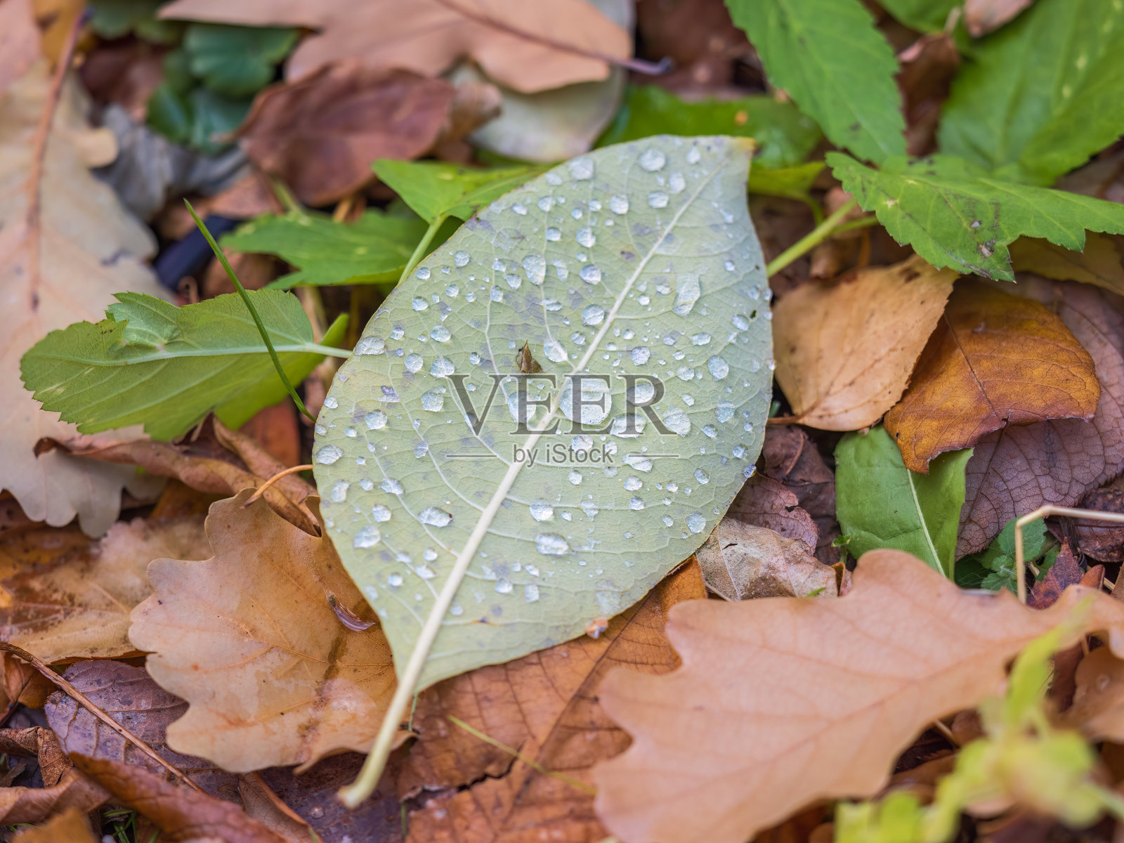 橙色和黄色的落叶和露珠。秋叶与水滴特写。照片摄影图片