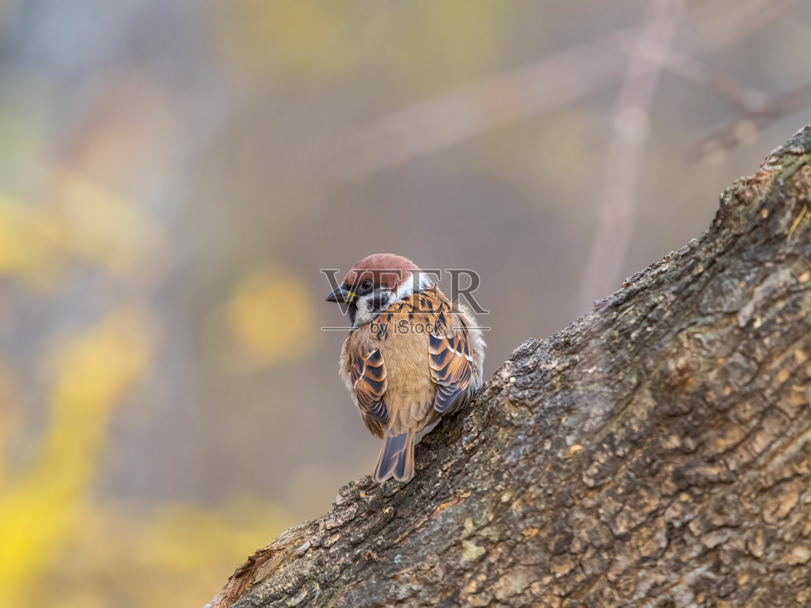 麻雀坐在秋天背景的树干上照片摄影图片