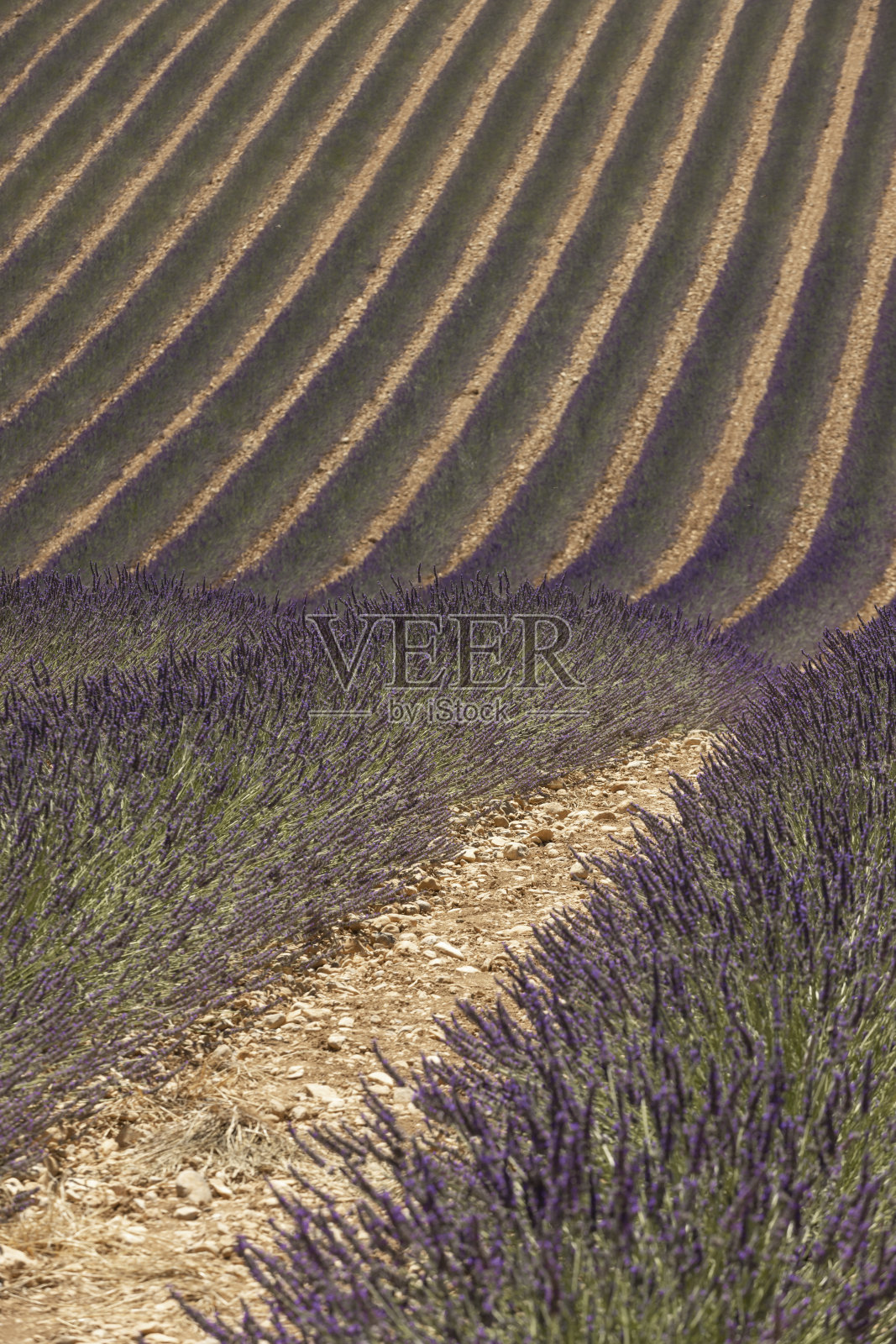 普罗旺斯地区瓦朗索勒高原上的薰衣草田照片摄影图片