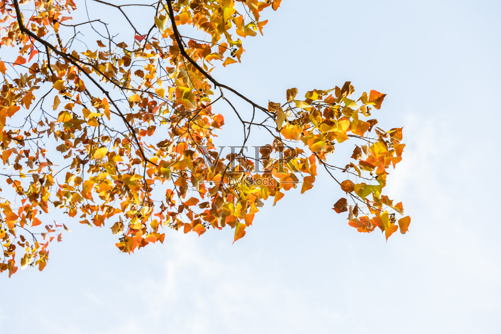 树上的黄叶特写,秋天的叶子照片摄影图片