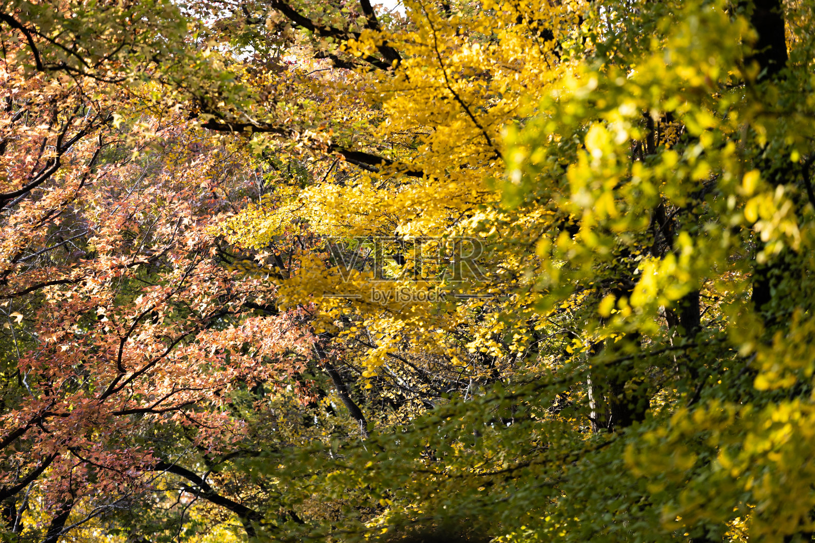 树上的黄叶特写,秋天的叶子照片摄影图片