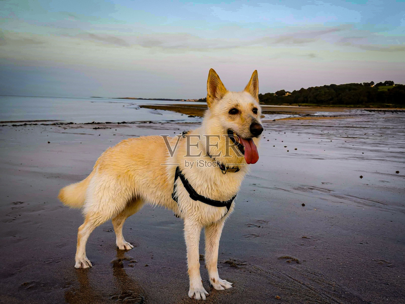 傍晚沙滩上的一条浅色毛杂种狗照片摄影图片