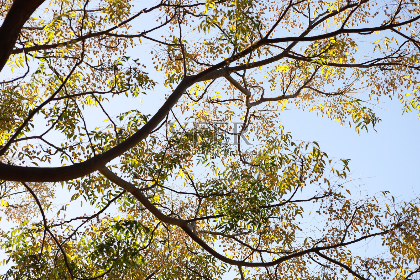 低角度拍摄的树与秋天的树叶对着蓝天照片摄影图片