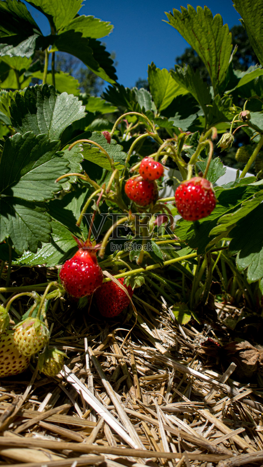 成熟的浆果照片摄影图片
