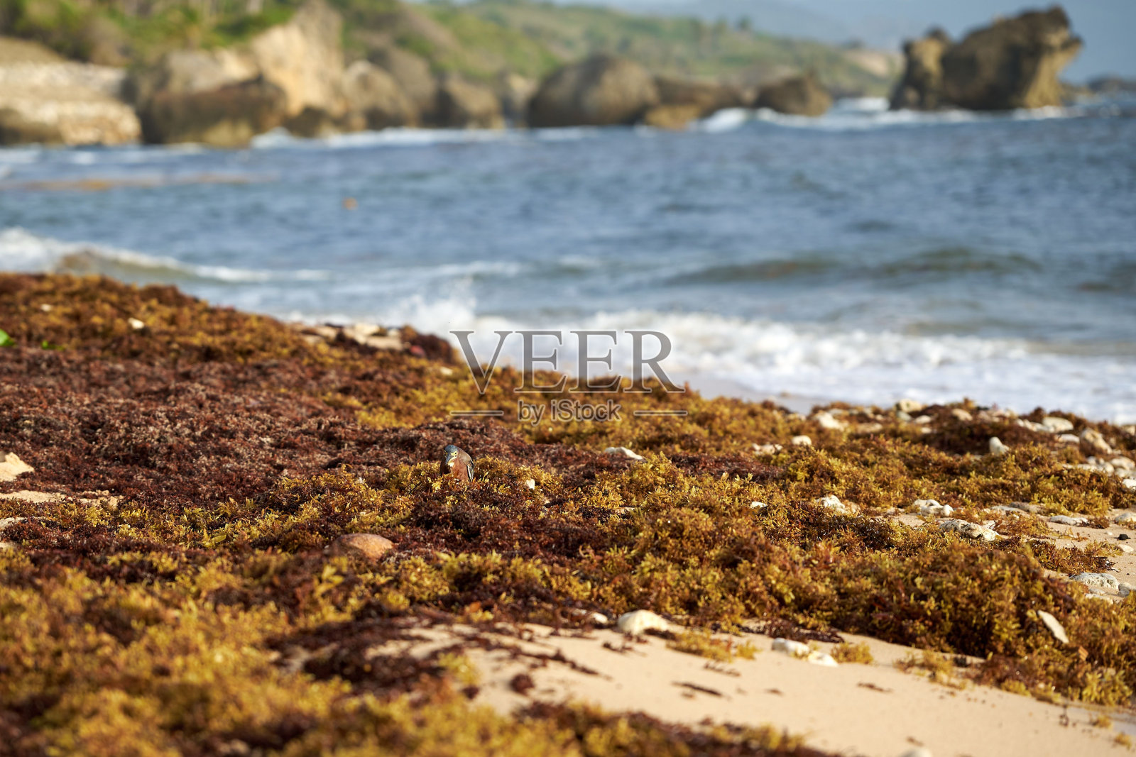 小绿鹭站在长满青苔的沙滩上照片摄影图片