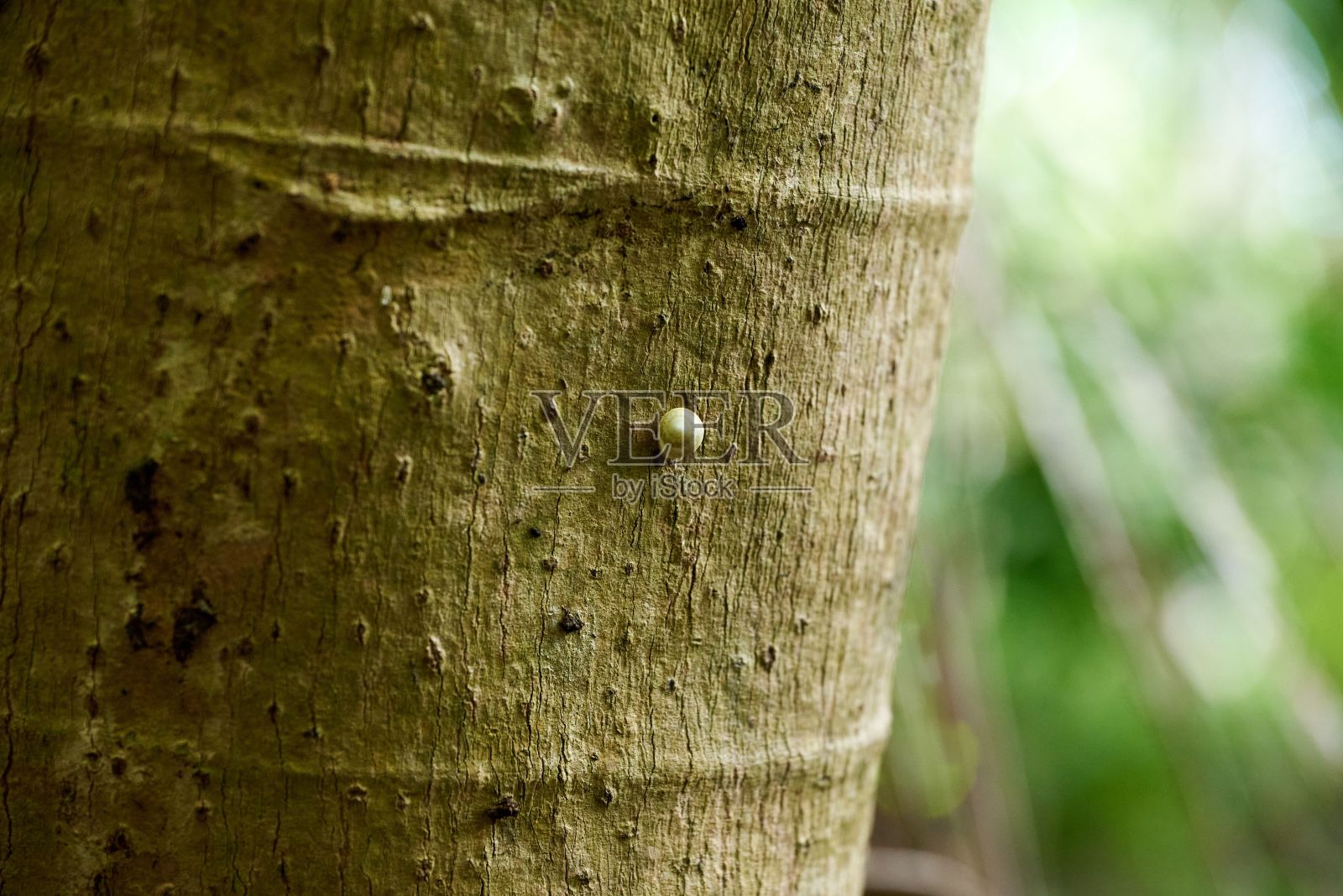 树上一只小蜗牛的特写照片摄影图片