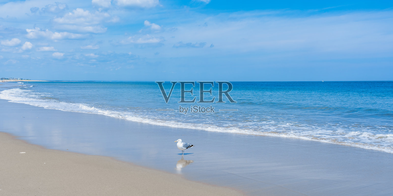 海滩上一只孤独的海鸥在海浪中休息照片摄影图片