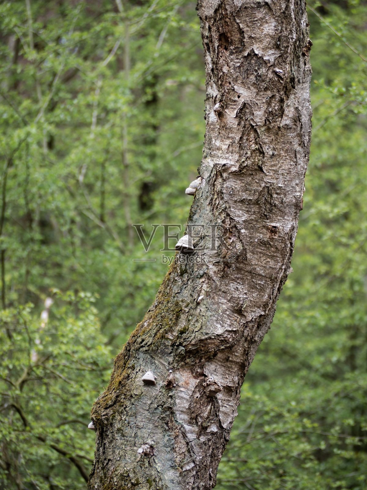 在特写的绿叶背景中,旧的和损坏的树皮照片摄影图片