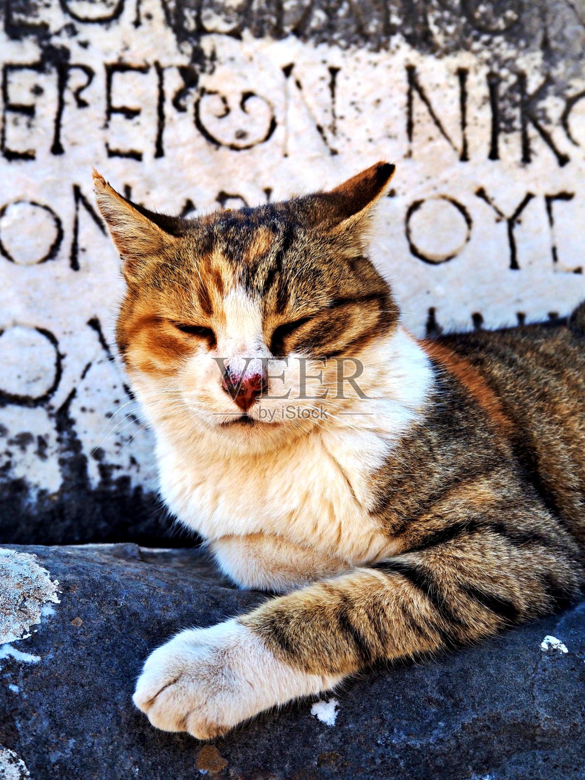 猫在拉丁文前面照片摄影图片