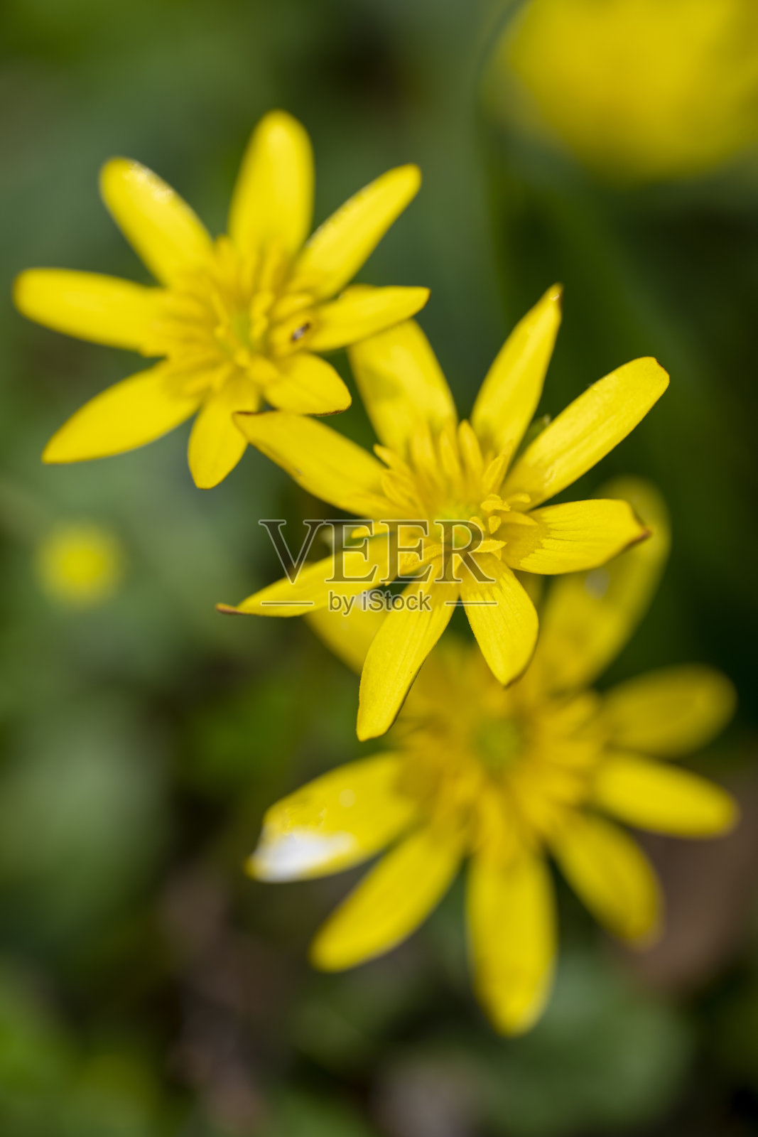 林地中黄色的春天花朵照片摄影图片