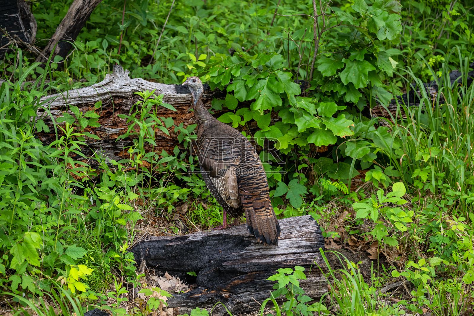 一只棕色火鸡栖息在树干上的特写镜头照片摄影图片
