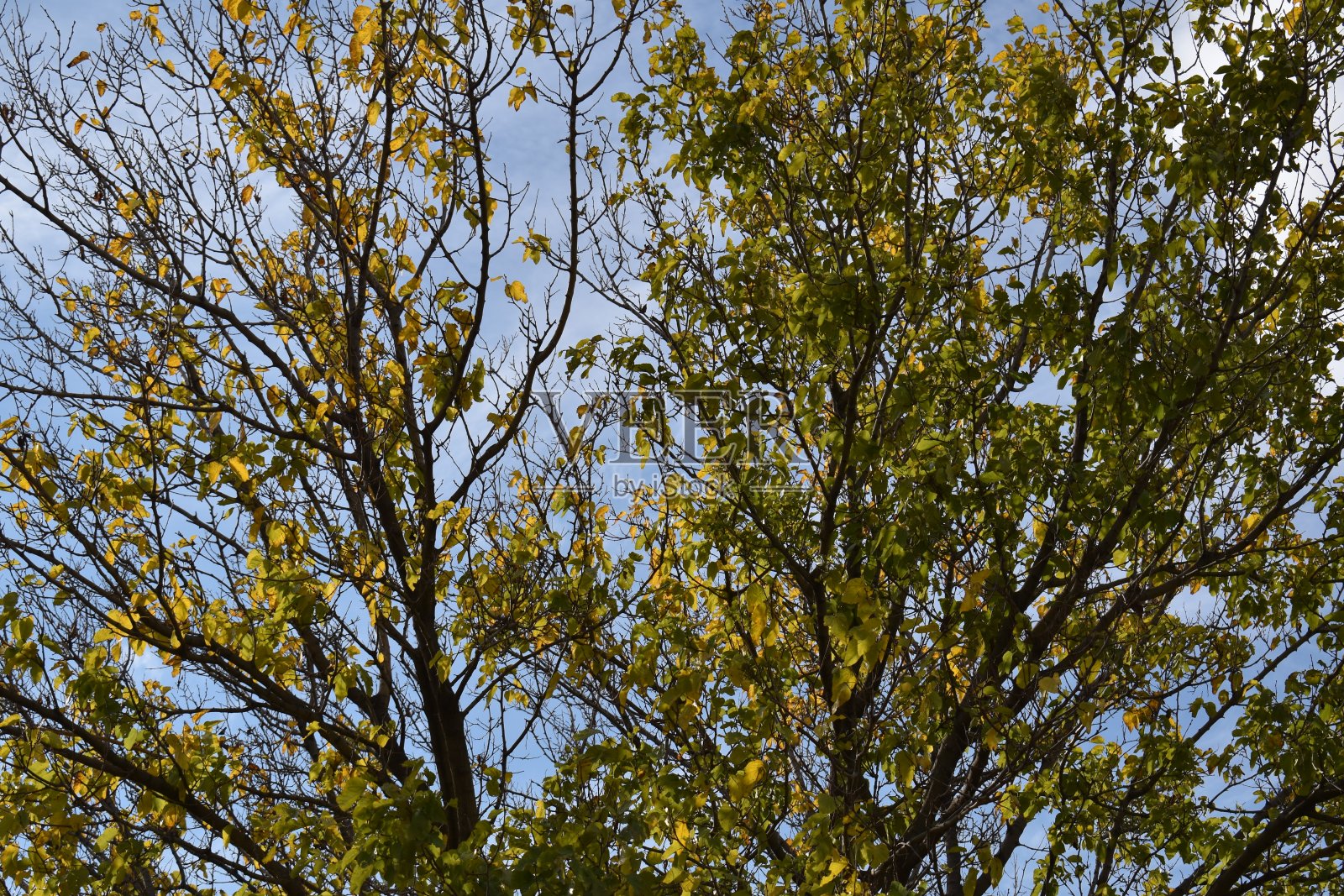金色的秋叶和蓝色的天空背景照片摄影图片