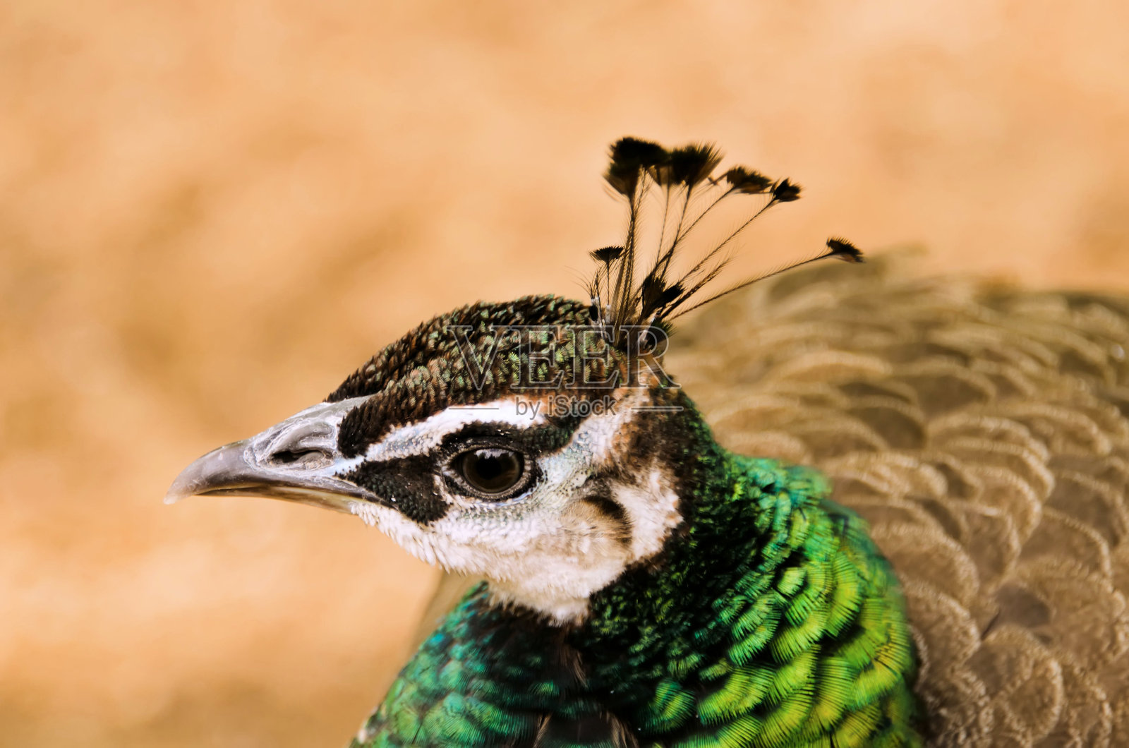 孔雀的头照片摄影图片