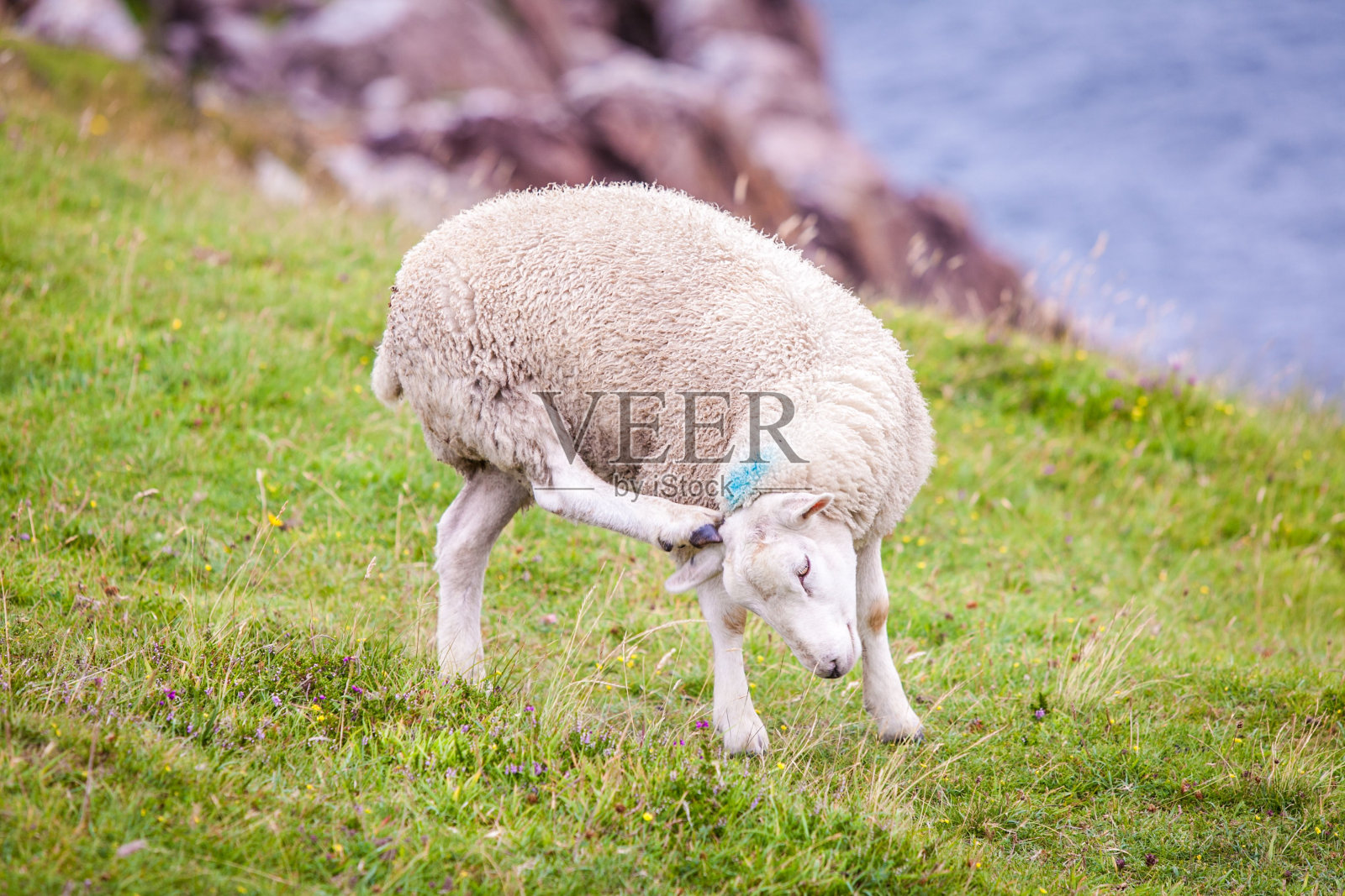 可爱的小绵羊在草地上用腿挠脑袋照片摄影图片