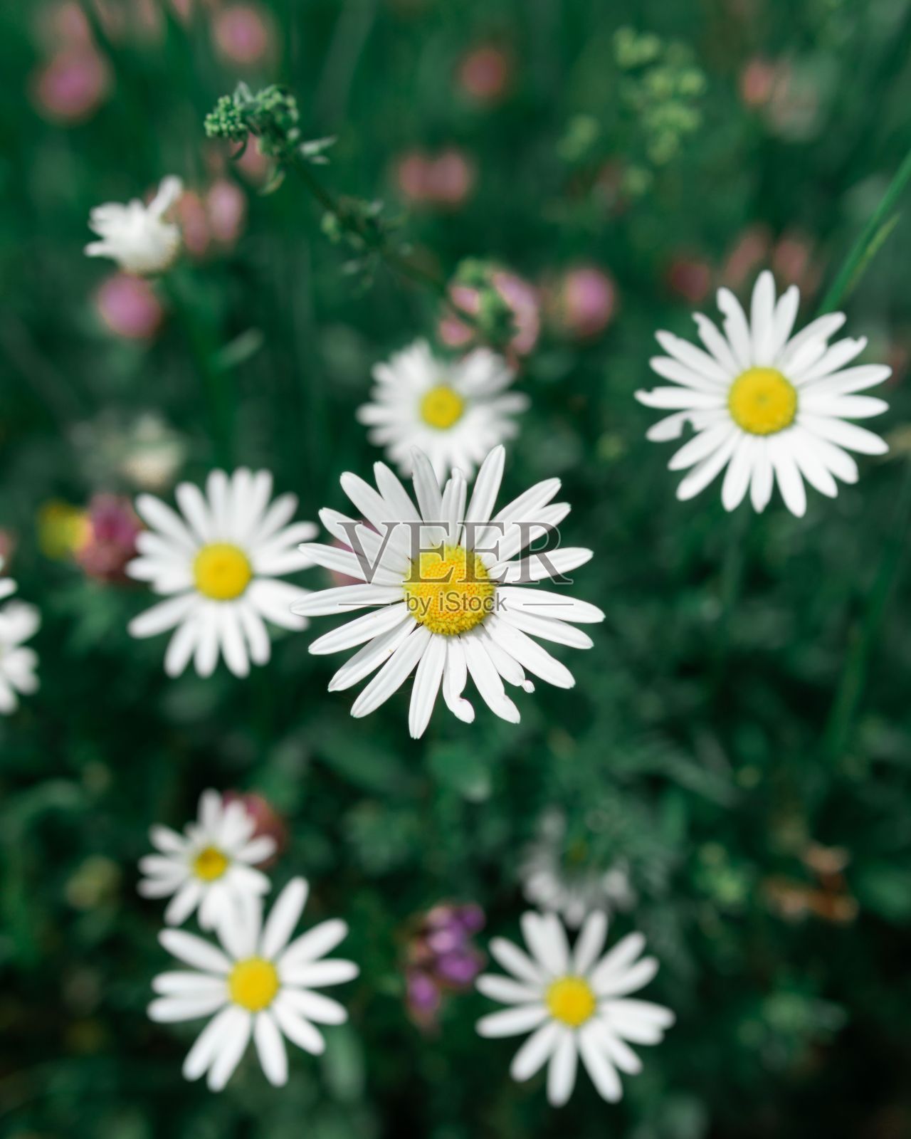 在绿色植物的模糊背景中,选择性聚焦洋甘菊照片摄影图片