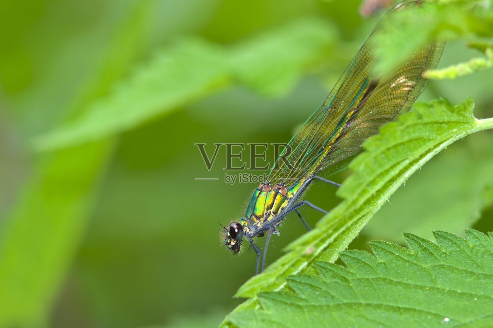 在一个阳光明媚的夏日,一只小蜻蜓栖息在一片草叶上照片摄影图片