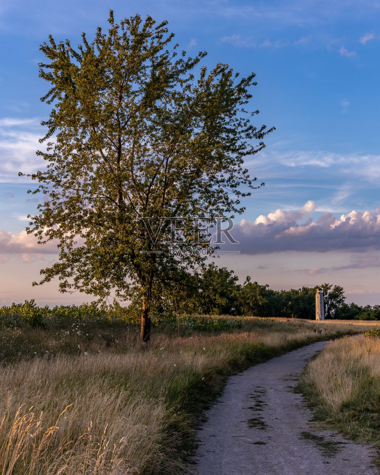 垂直拍摄的树,背景是利文斯通纪念灯塔。底特律,密歇根州。照片摄影图片