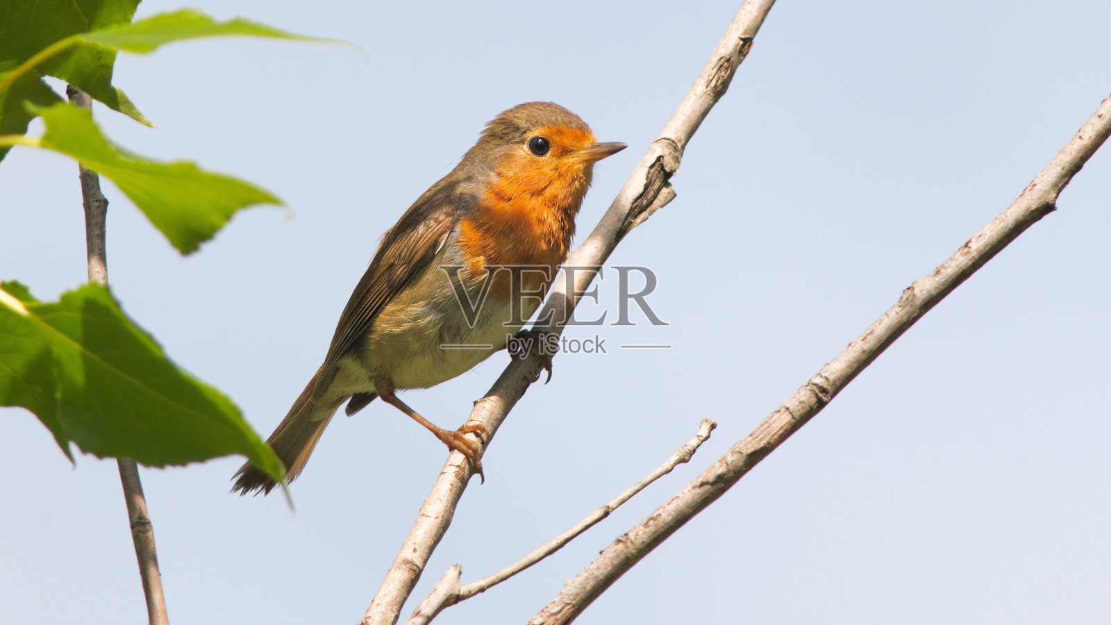 一只欧洲知更鸟(Erithacus rubecula)在蓝天背景下栖息在树枝上照片摄影图片