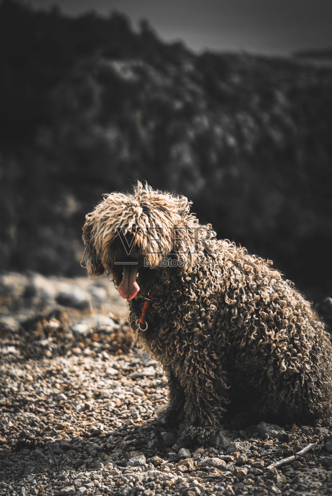 公园里一只西班牙水犬的选择性照片摄影图片