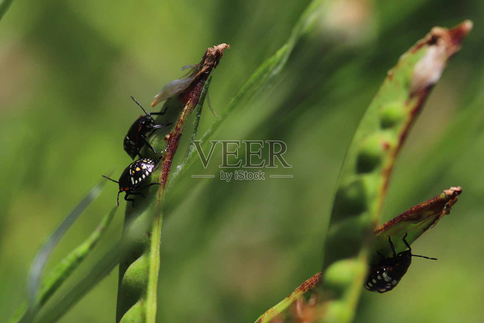 植物上的Nezara Viridula的特写镜头照片摄影图片