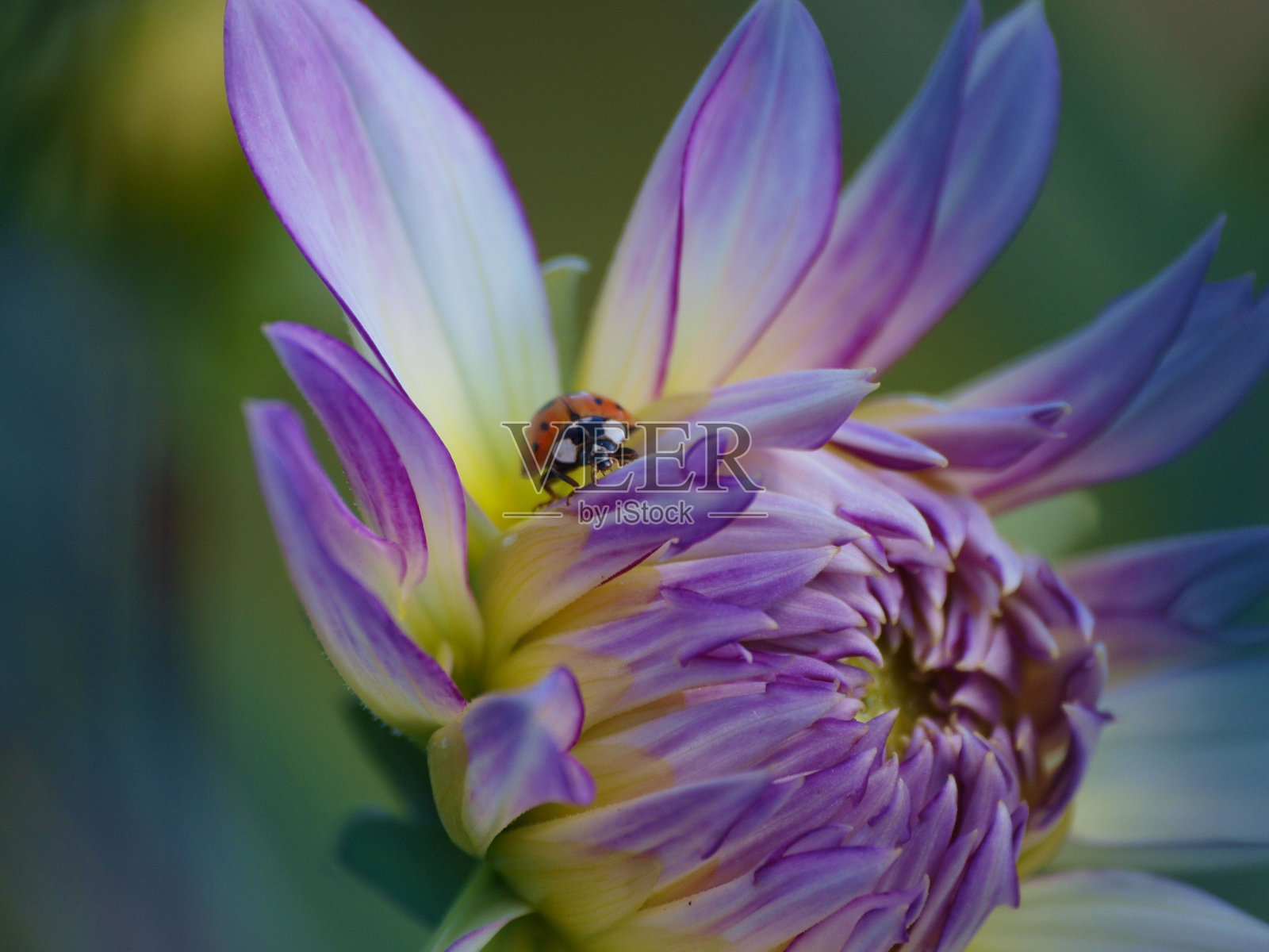 一只小瓢虫的特写,异色瓢虫藏在粉红色的大丽花中照片摄影图片