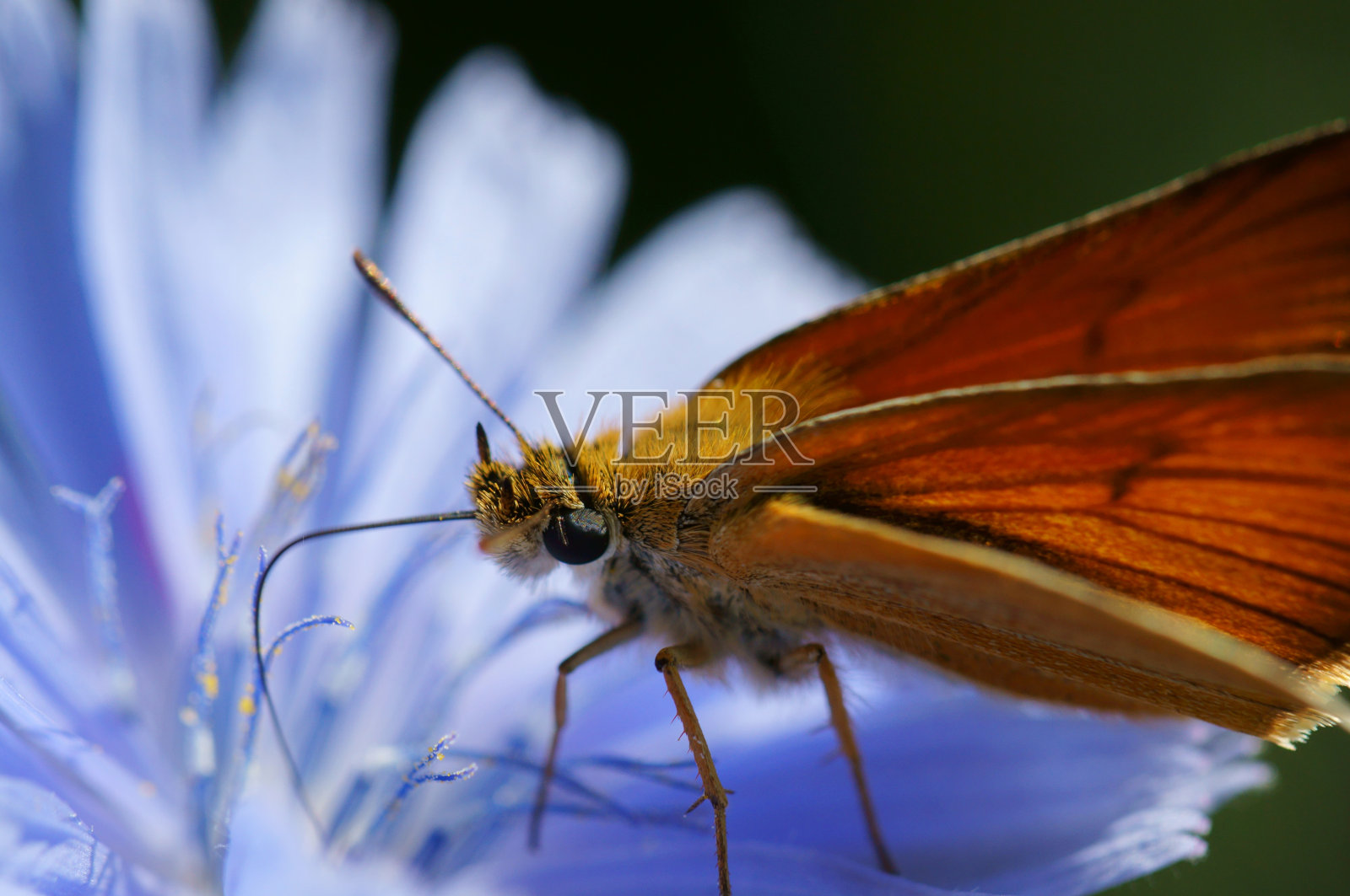 一只小蝴蝶。照片摄影图片