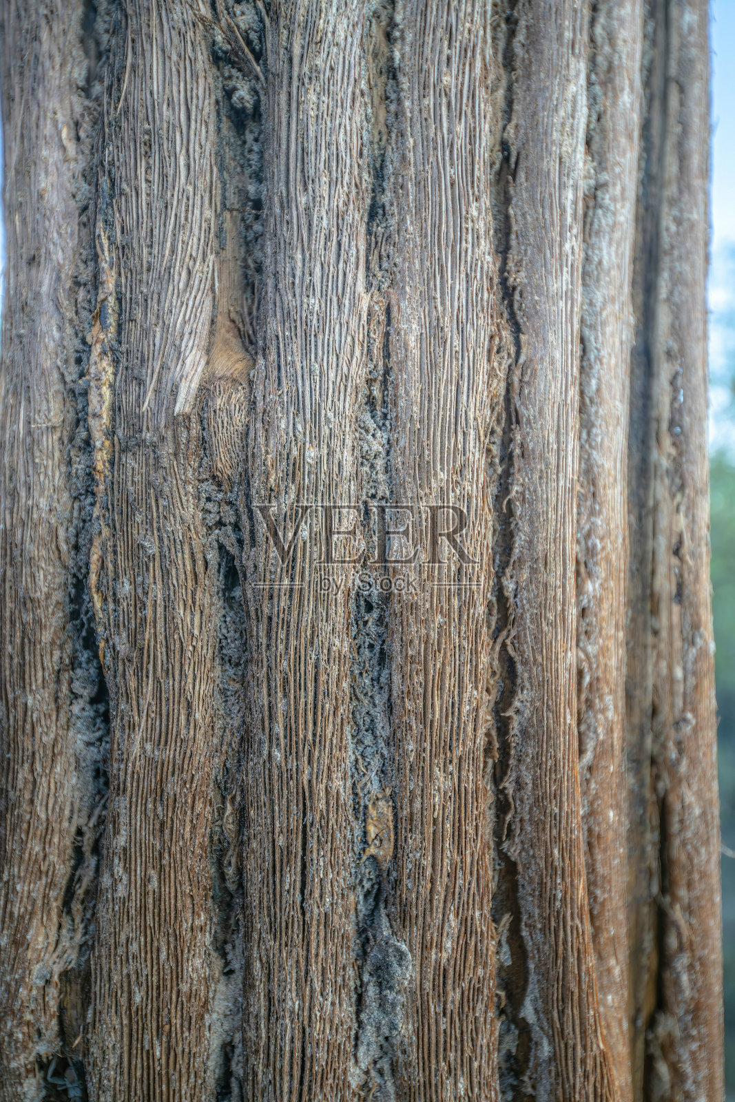 萨比诺峡谷州立公园的一棵死仙人掌的特写-图森,亚利桑那州照片摄影图片
