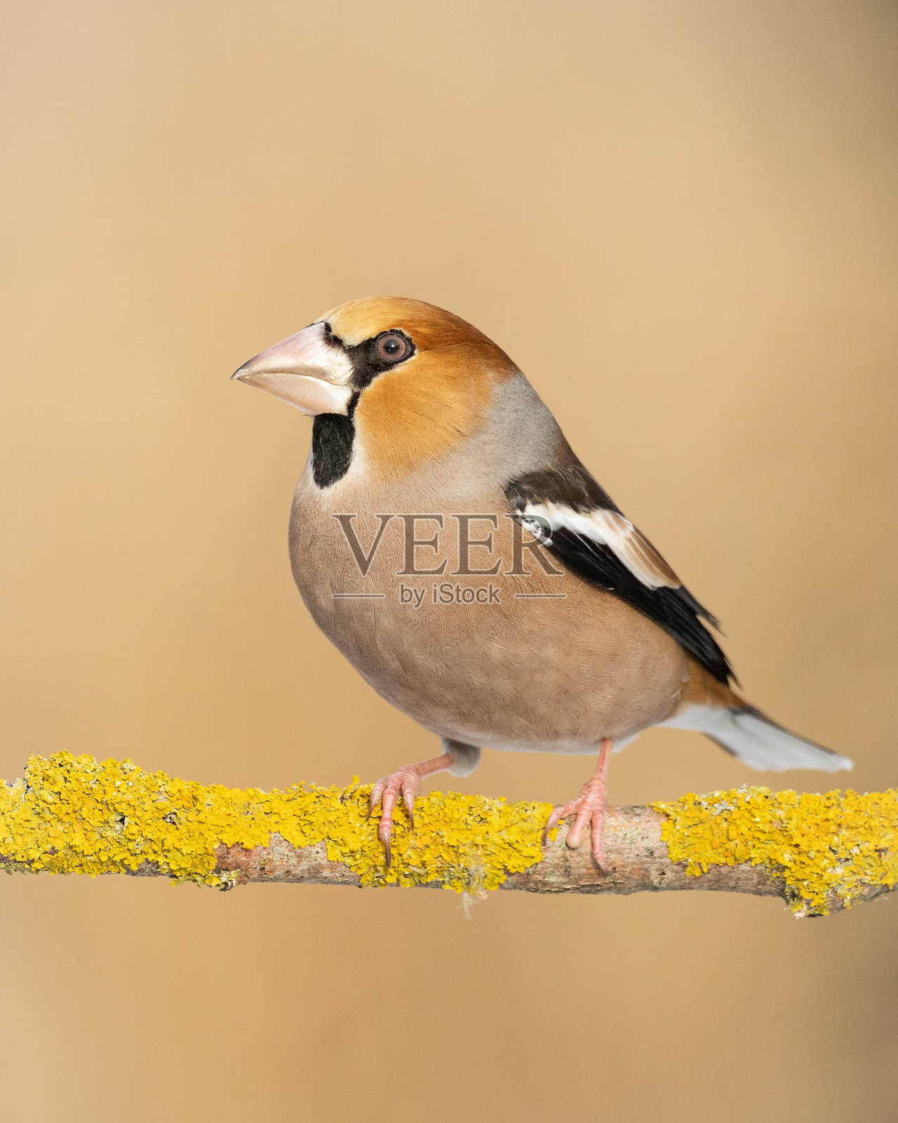 鸟-山雀坐在树枝上的山雀,野生动物波兰欧洲照片摄影图片
