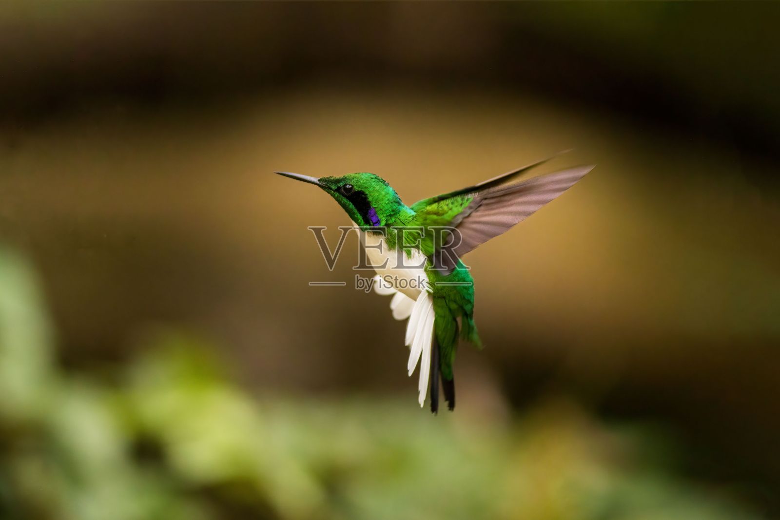 黑耳仙子(heliothryx auritus)的选择性聚焦镜头照片摄影图片