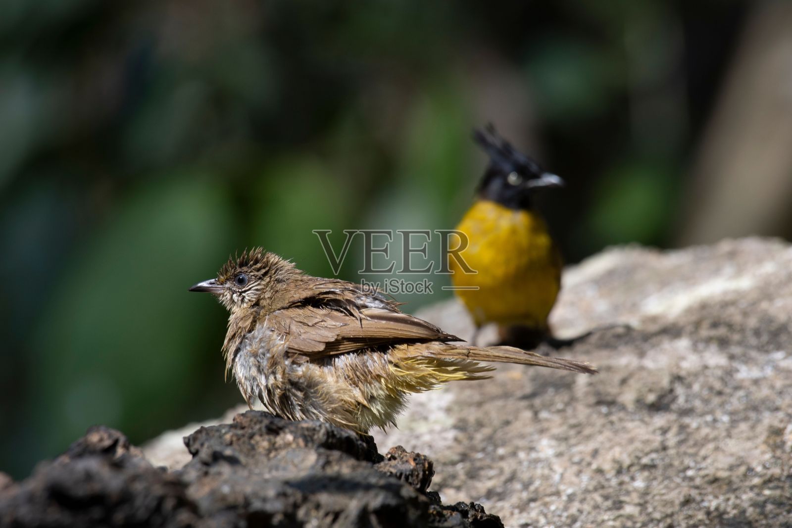波纹牛博,泰国照片摄影图片