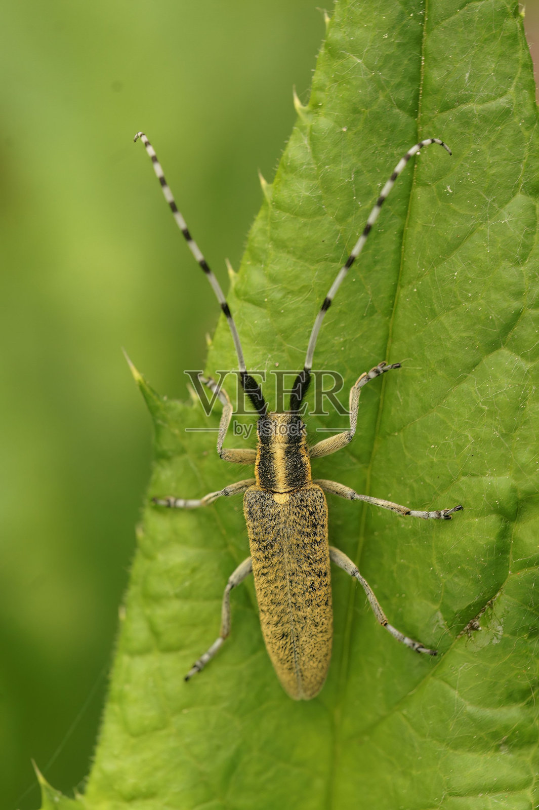 一只金色开花的灰色长角甲虫,Agapanthia villosoviriya坐在一片绿叶上照片摄影图片