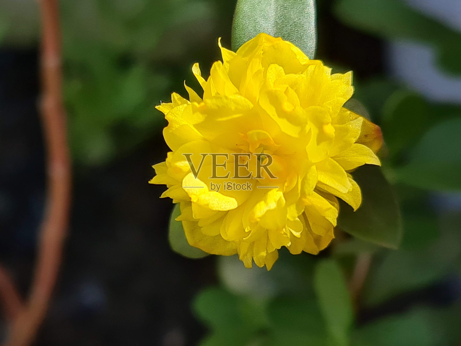 黄色的花照片摄影图片