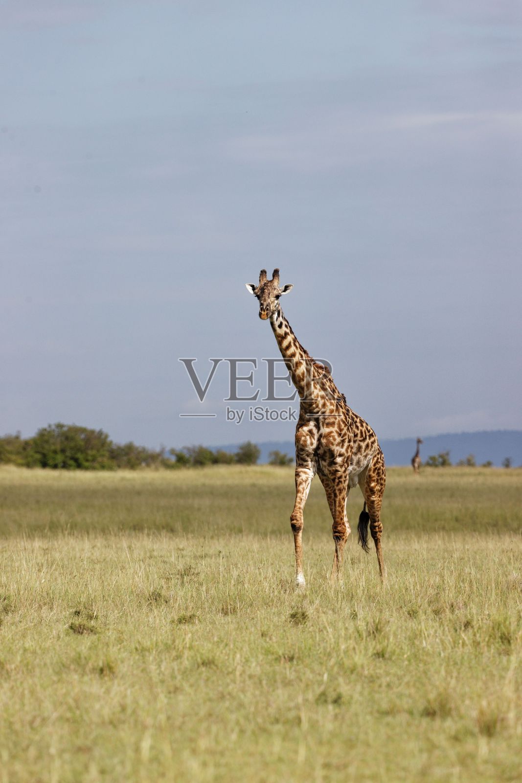垂直拍摄的长颈鹿在肯尼亚马赛马拉行走照片摄影图片