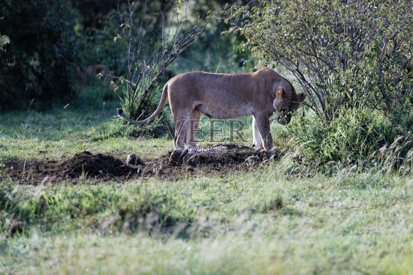 肯尼亚马赛马拉,一只母狮试图掩盖被猎杀动物的肠子照片摄影图片