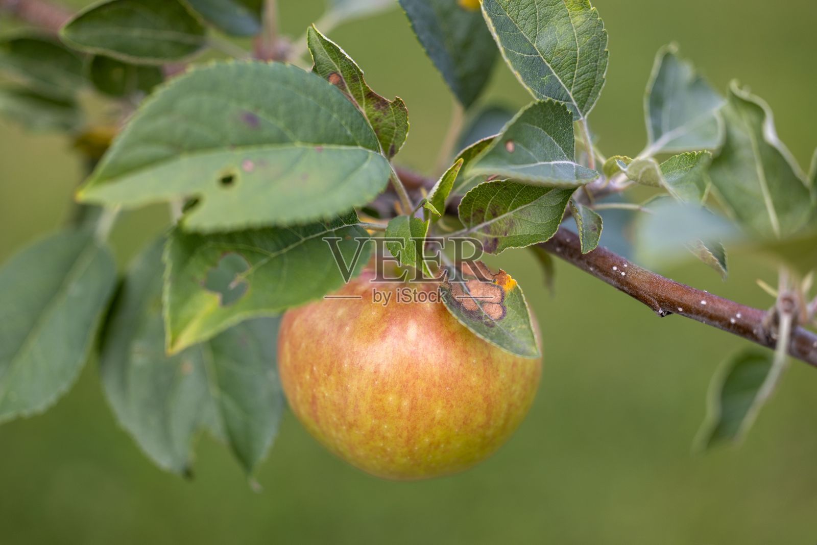 美丽的特写苹果成熟在树枝上孤立在一个模糊的绿色背景照片摄影图片