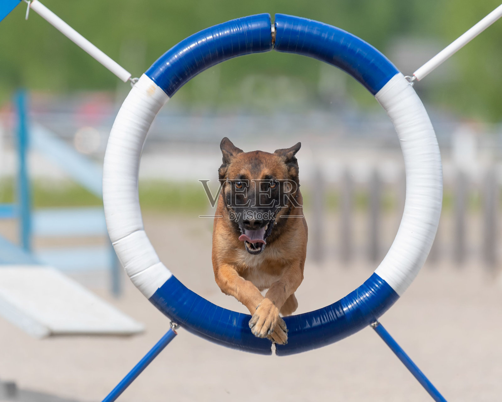 棕色比利时牧羊犬跳过敏捷环在狗敏捷课程照片摄影图片