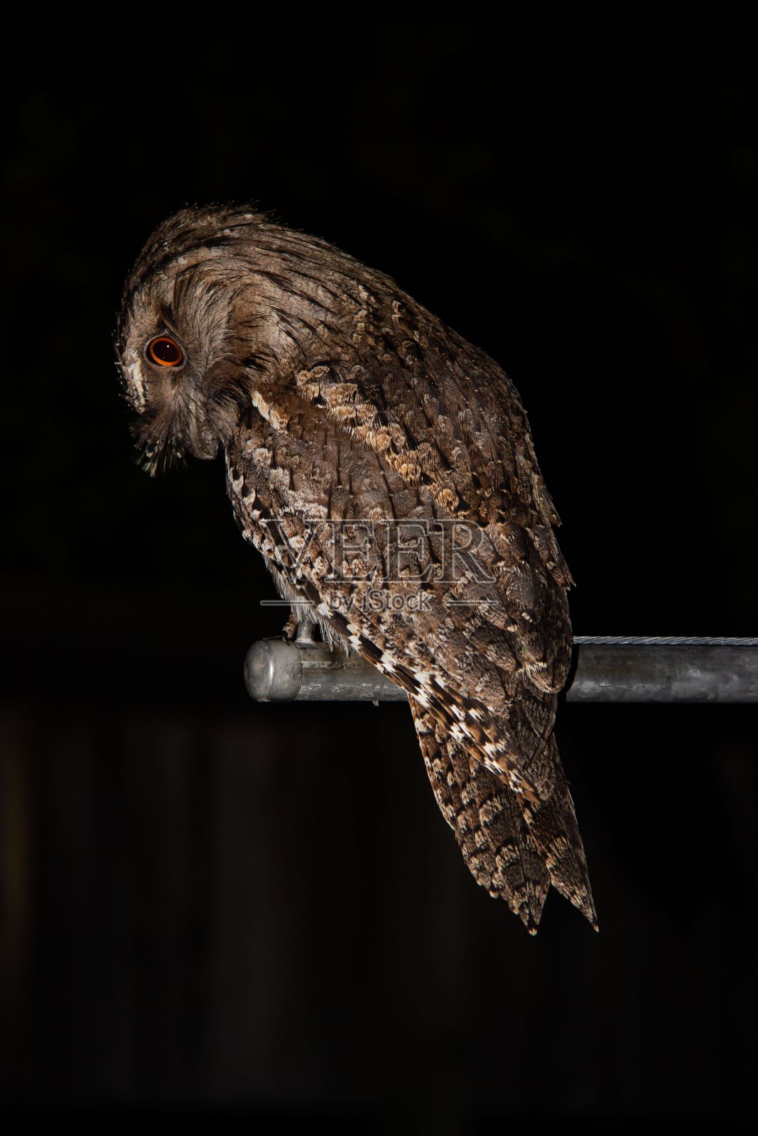 茶色青蛙嘴在黑暗的背景照片摄影图片