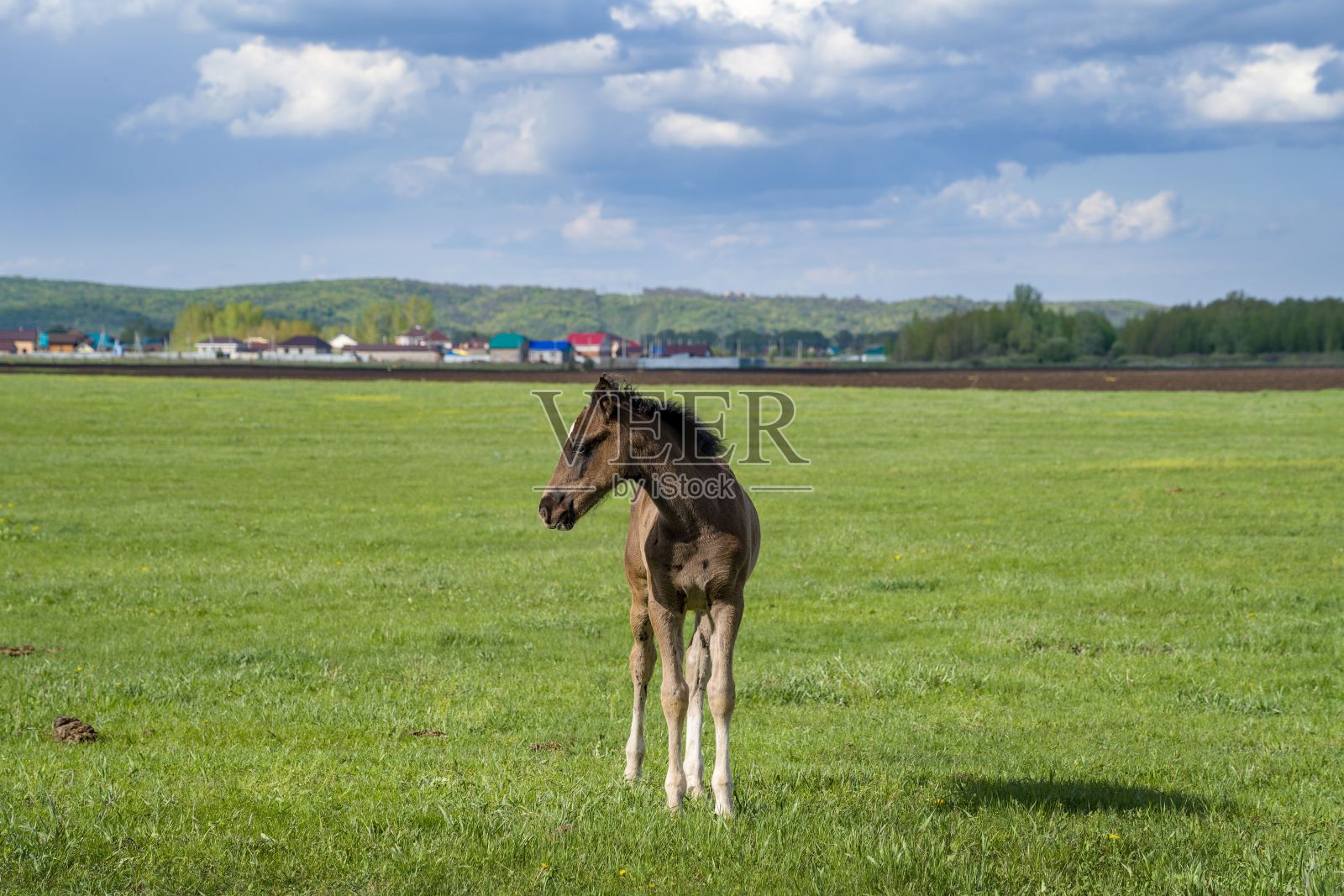 夏季景观,马在草地上吃草照片摄影图片